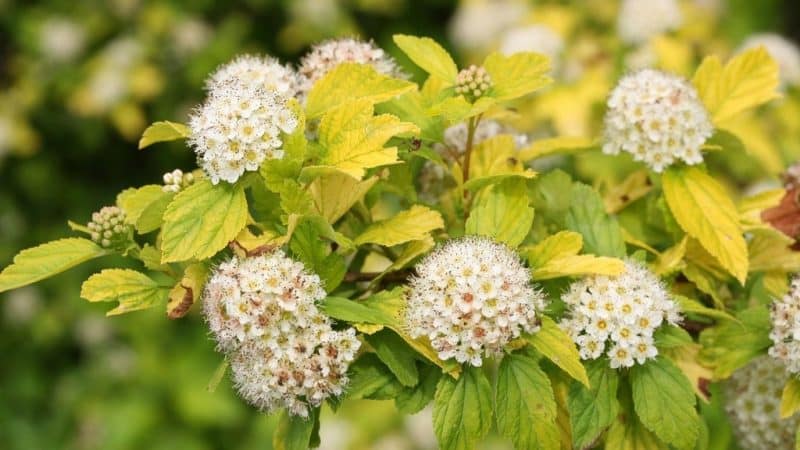 30 зимостойких многолетних цветущих кустарников для Подмосковья