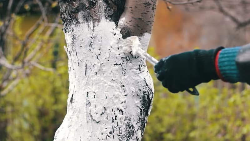 Осенняя побелка деревьев: зачем, когда и чем белить деревья
