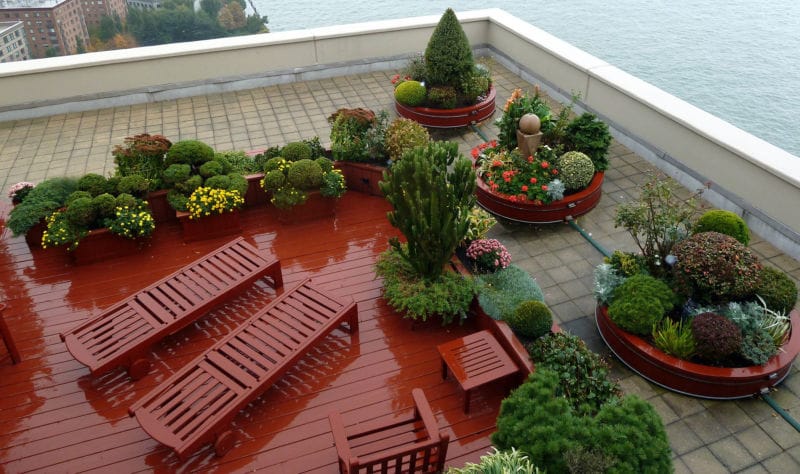 conifers-shrubs-in-containers-on-manhattan-rooftop-reduced
