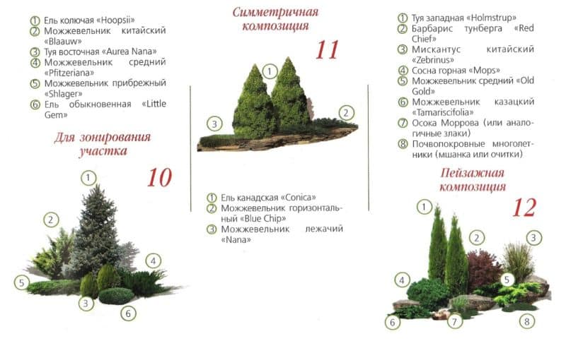 rastenija-dlja-alpijskoj-gorki