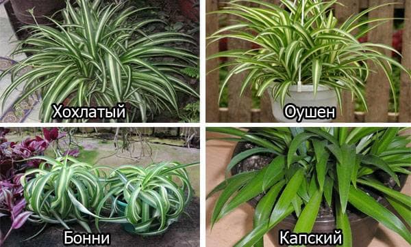 Неприхотливые и тенелюбивые комнатные растения и цветы