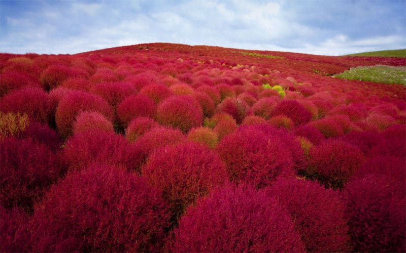 burning-bush-plants-park-japan