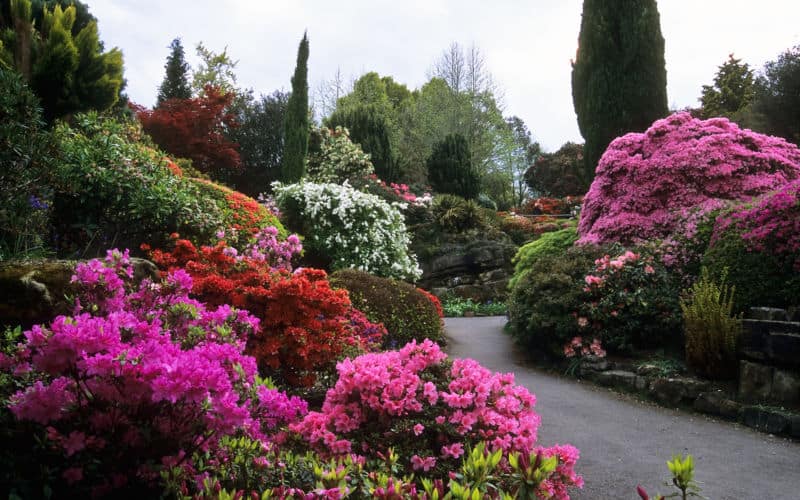 Colorful rhododendrons and azaleas in full bloom in the rock gardens at Leonardslee Gardens, West Sussex, UK
