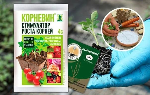 Гибискус кустовой: фото, посадка и особенности ухода
