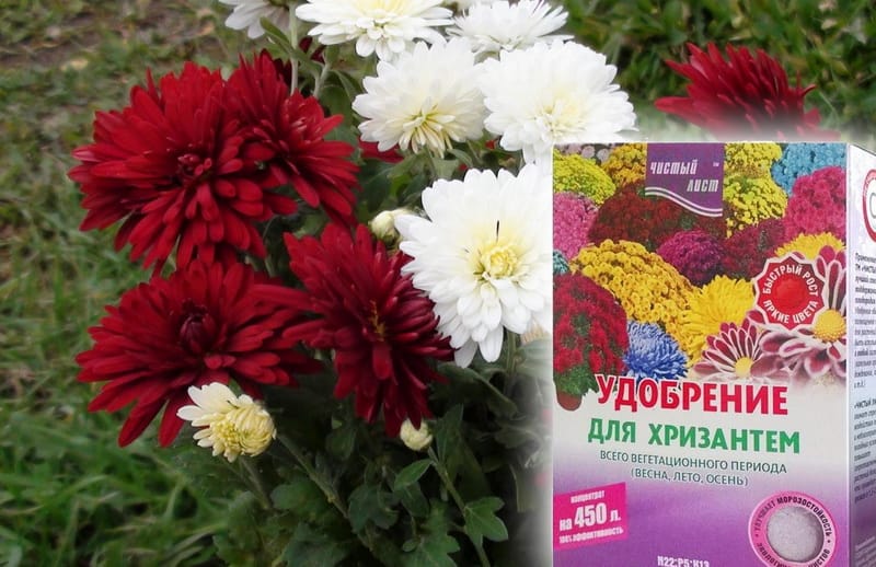 Как сохранить и ухаживать за хризантемой в горшке зимой