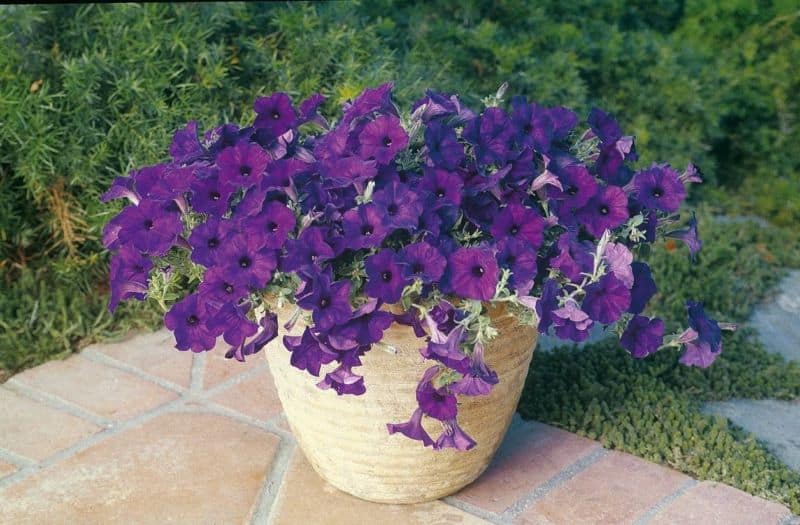 petunia_2