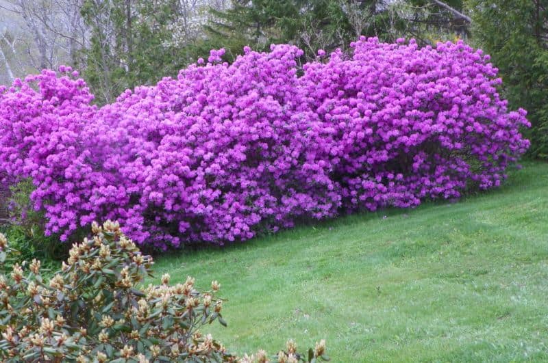 zhivaya-izgorod-iz-rododendrona