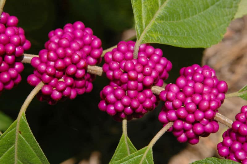 callicarpa-americana-fr2-091705-hotspngar