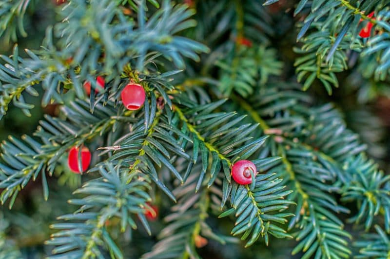 30 зимостойких многолетних цветущих кустарников для Подмосковья