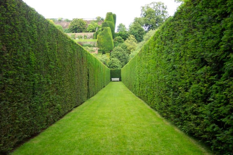 naming-hedging-plants