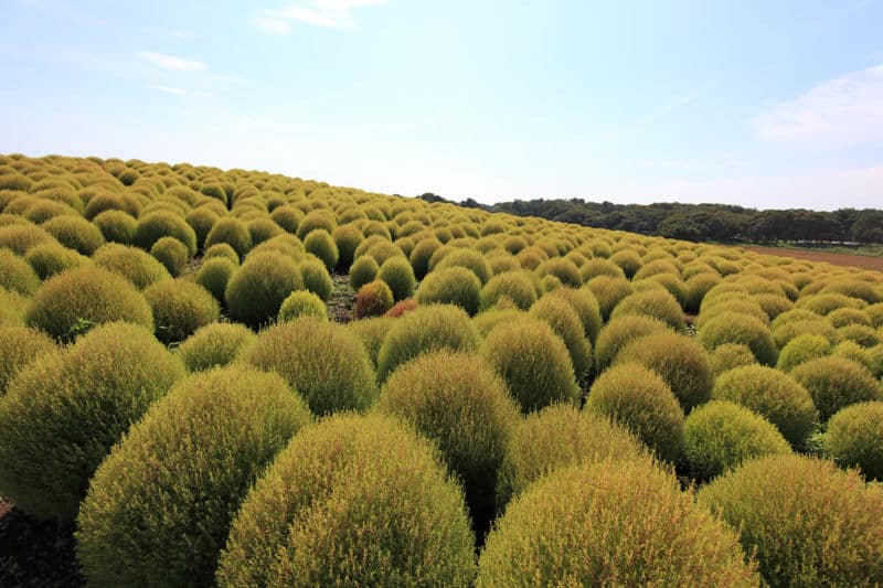 zelenyie-kohii-hitachi-seaside-park-in-hitachinaka-japan