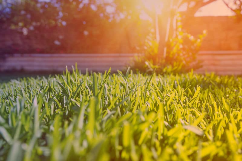 01-fix-common-lawn-problems-healthy-yard