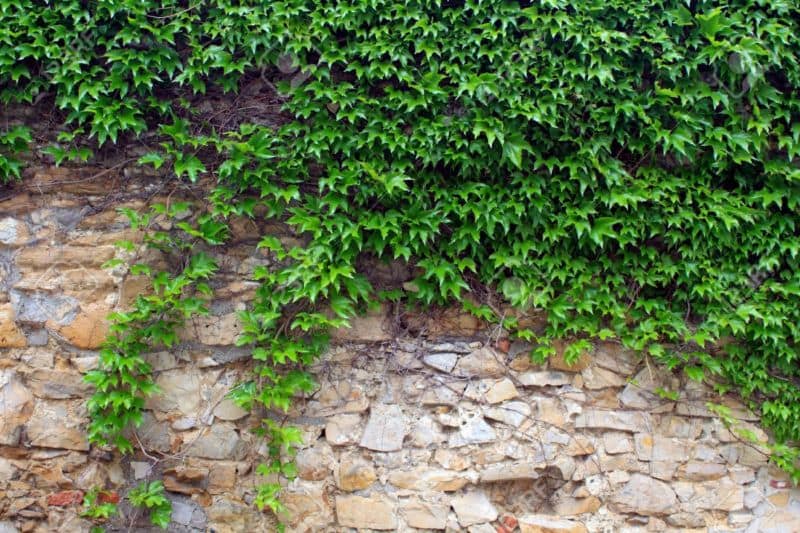 12710249-the-green-ivy-on-a-stone-wall-a-beautiful-background-stock-photo