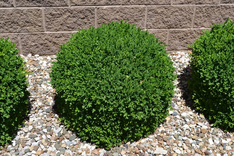 green-velvet-boxwood