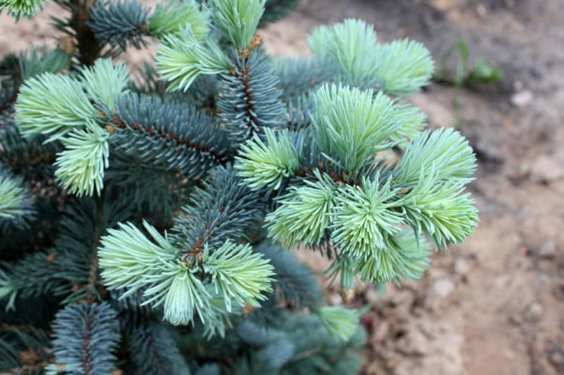 picea_pungens_bialobok_16_04