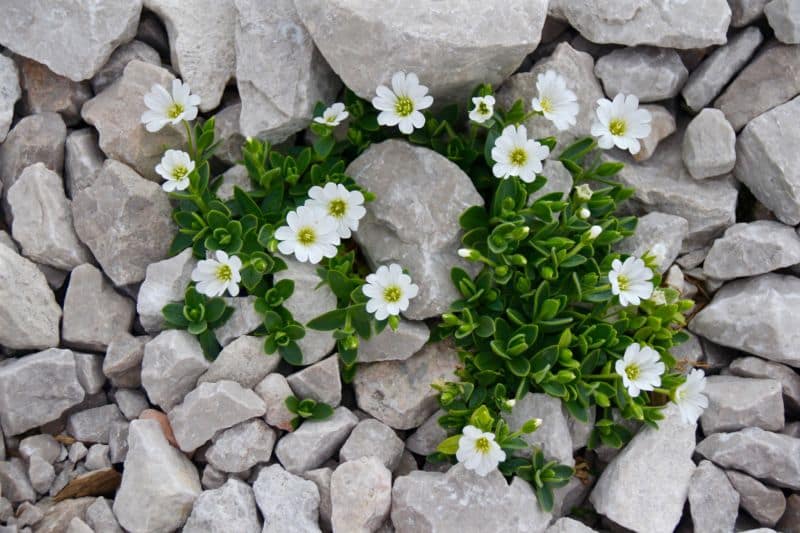 cerastium-1337756_1920