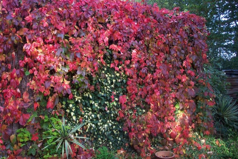 parthenocissus-quinquefolia1