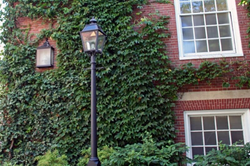 harvard_campus_ivy2_b