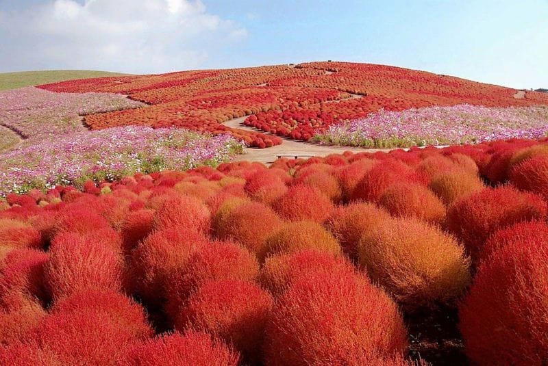 krasnyie-kohii-hitachi-seaside-park-in-hitachinaka-japan