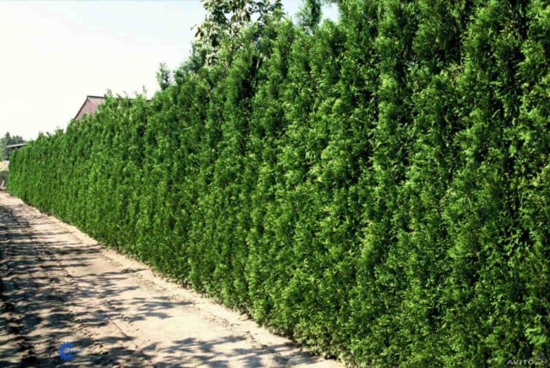 create_a_hedge_07