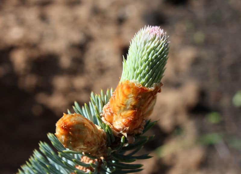 picea_pungens_bialobok_16_02