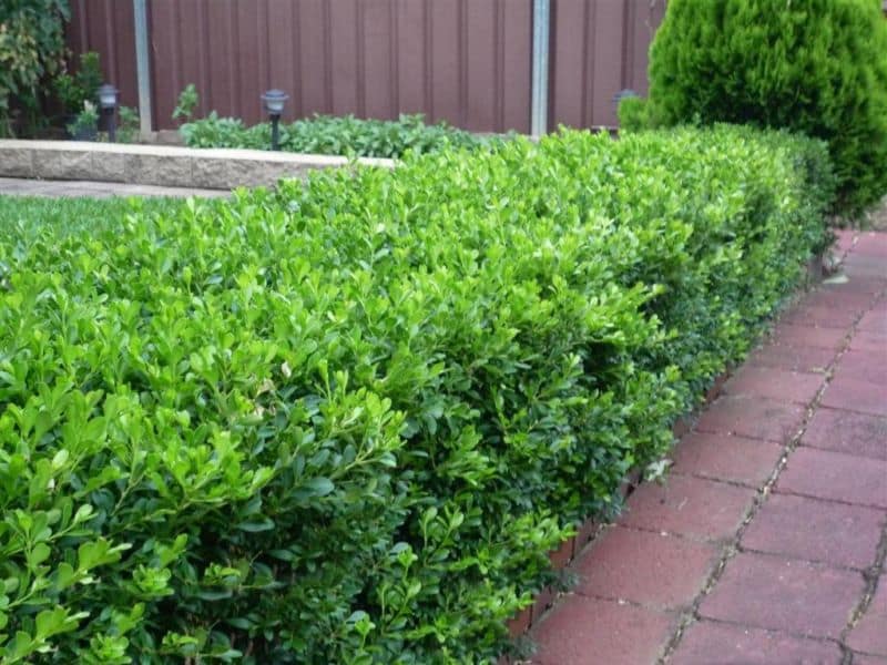 buxus-1
