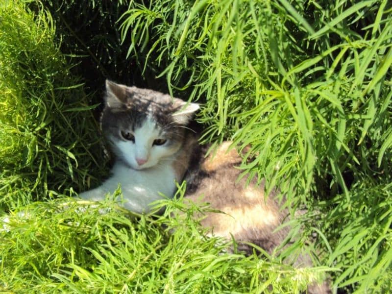 Кохия летний кипарис крупным планом