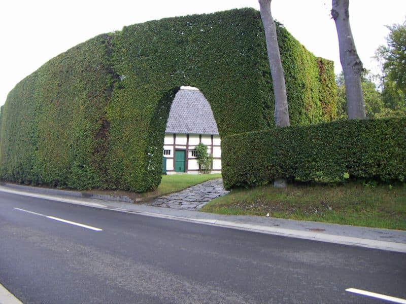 hofen_hecke1