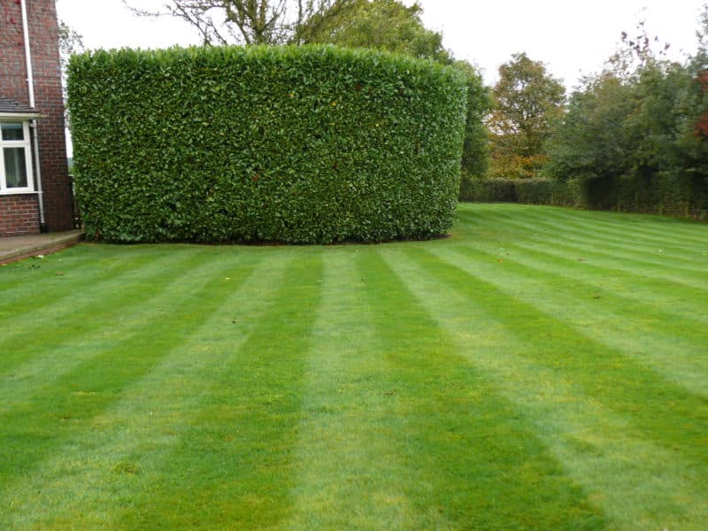 hedge-cutting-15
