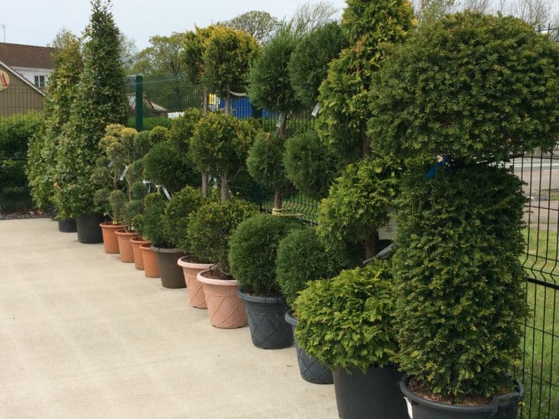 ornamental-trees