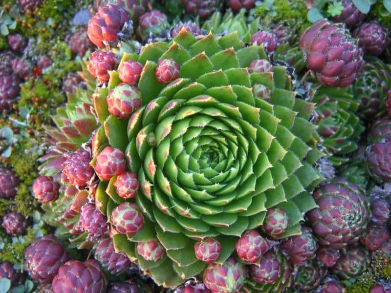 sempervivum2