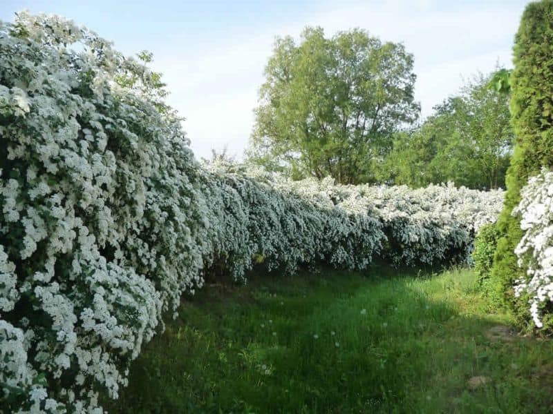 spiraea-vanhouttei