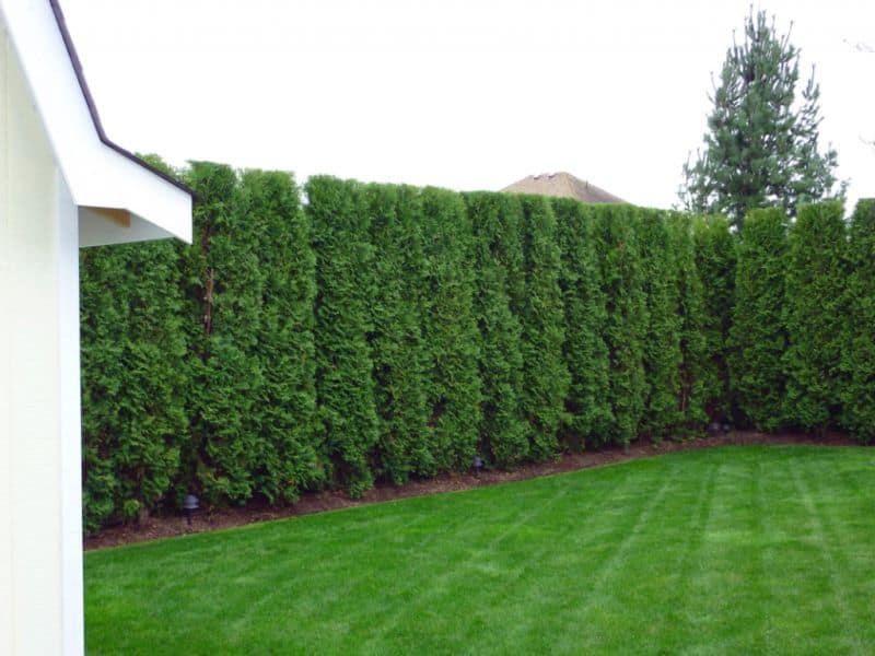 thuja