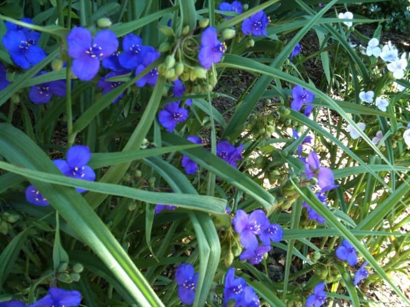tradescantia_virginiana