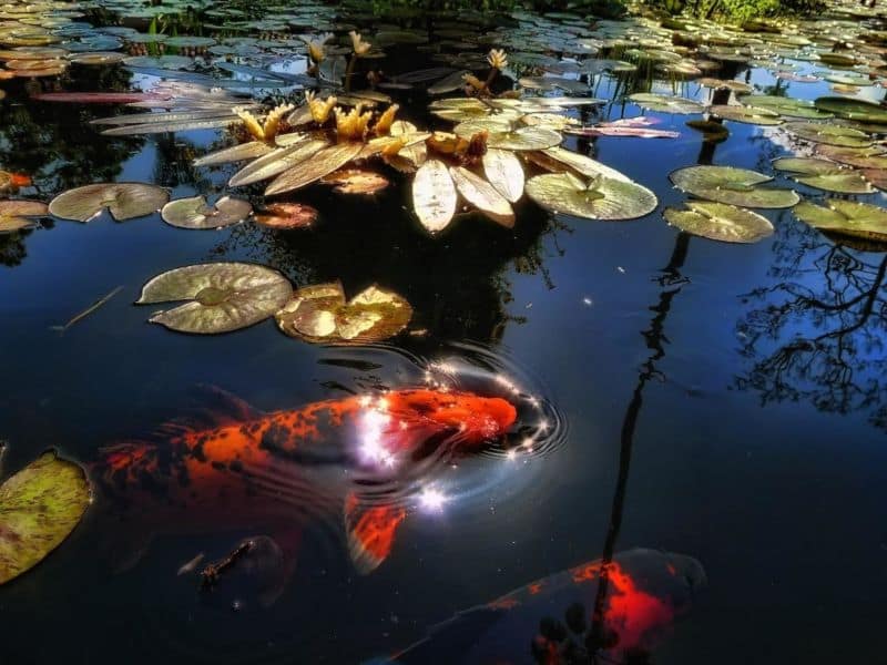 red_koi_fish