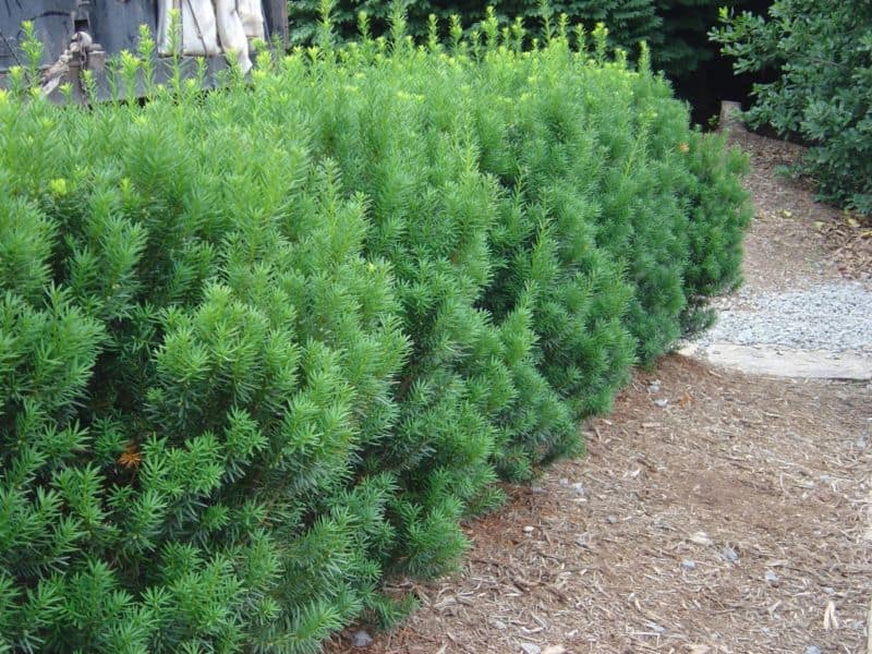 taxus