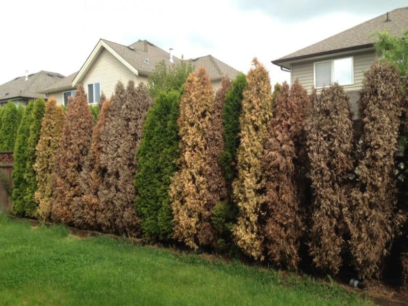 thuja-hedge-4