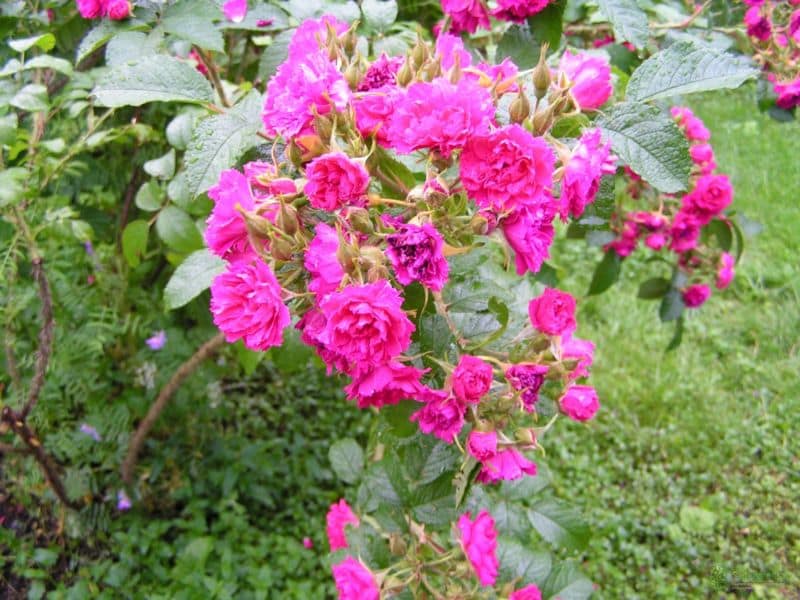 20150710142921869