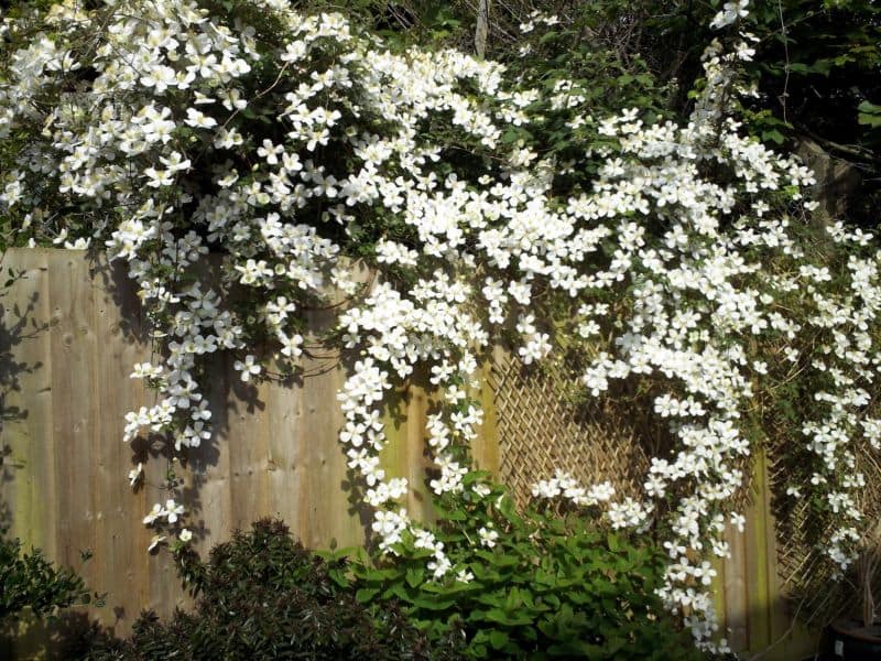 Climbing plants for the garden and garden