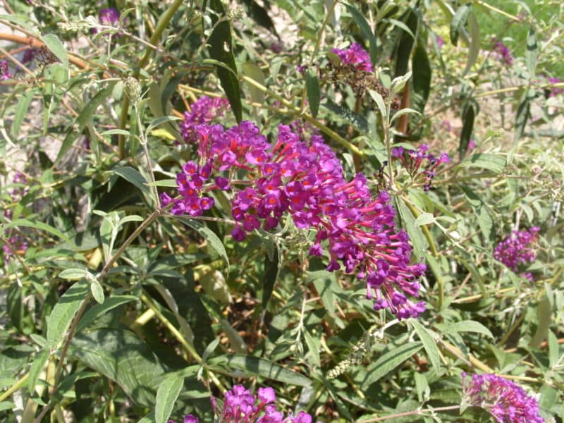 6cd237