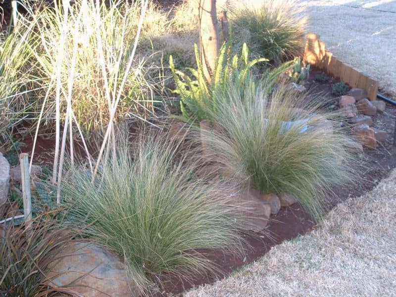 7-grasses2