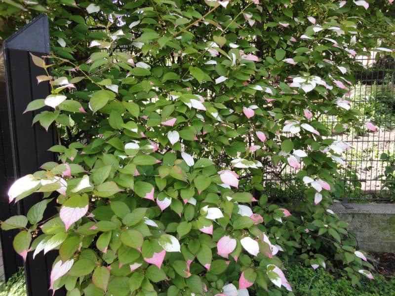 actinidia-kolomikta