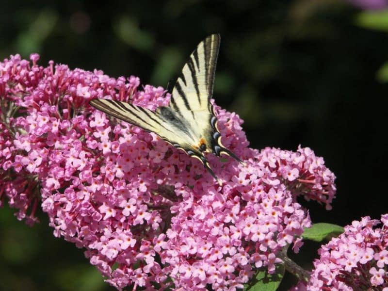 buddleya-davida-pink-delayt-pink-delight