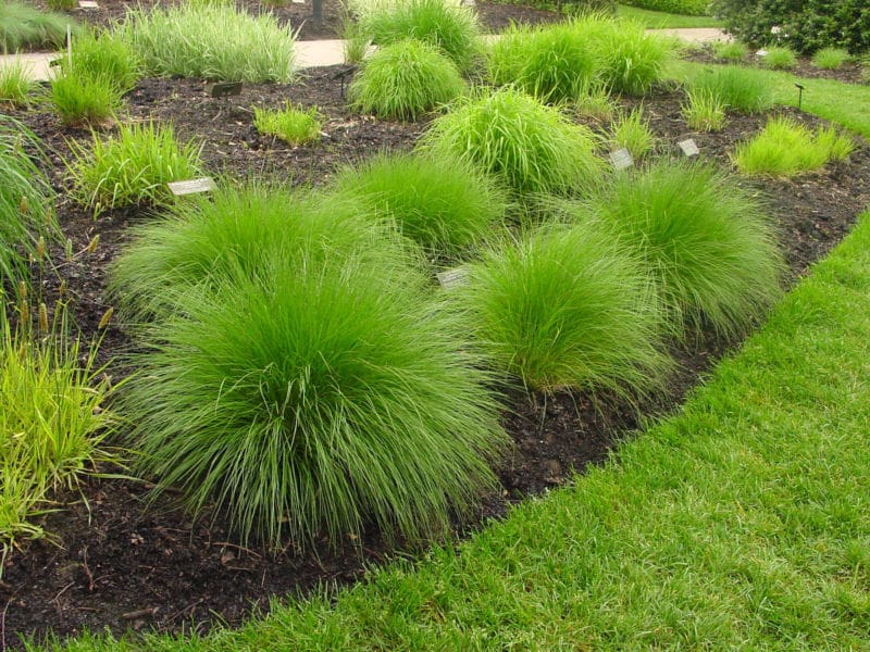 ci-american-beauties-native-plants_prairie-dropseed-ornamental-grass_h
