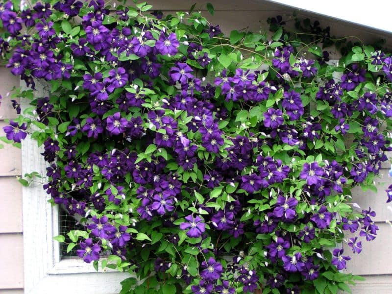 clematis-jackmanii1