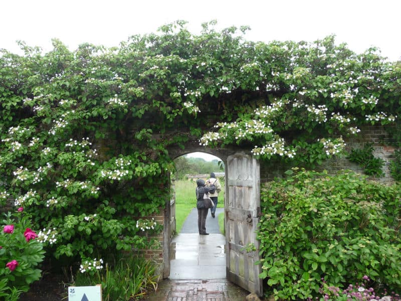 hydrangea-petiolaris