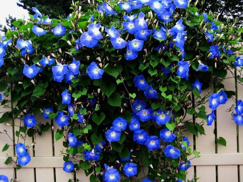 ipomoea