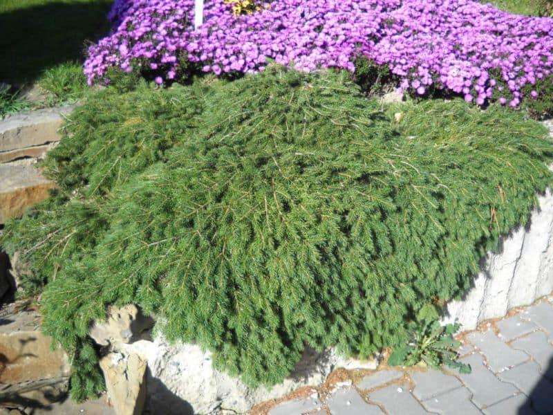 picea-abies-formanek-dscn3730