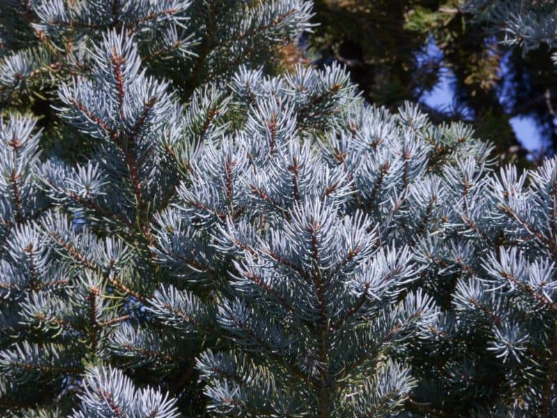 picea-seedling-1