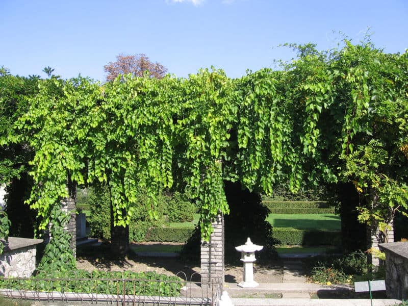 vitis-riparia